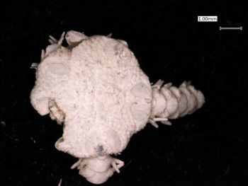 Media type: image; Invertebrate Zoology OPH-1159